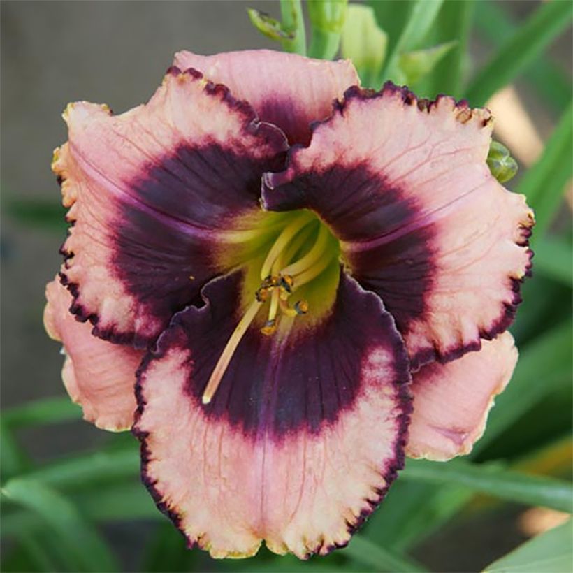 Hemerocallis Daring Deception - Daglelie (Bloei)