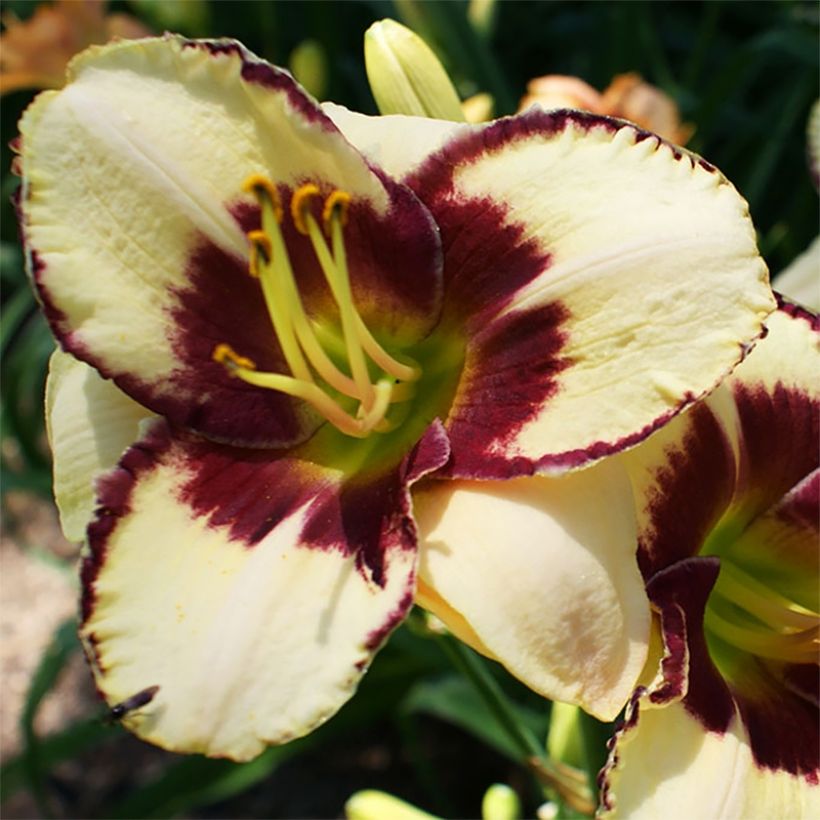 Hemerocallis Dream Legacy - Daglelie (Bloei)