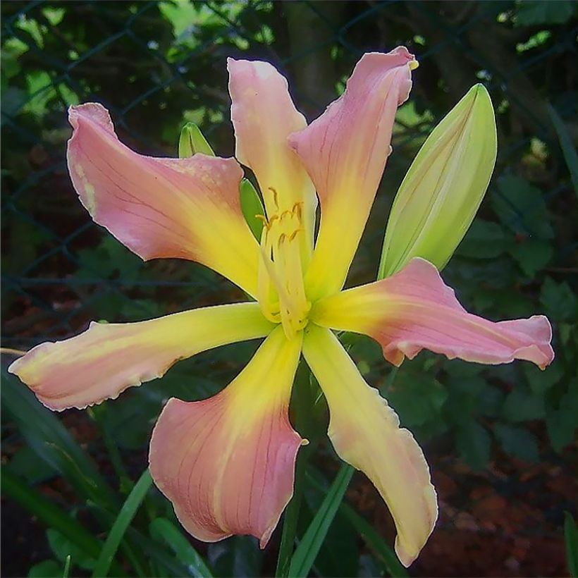 Hemerocallis Flight of The Dragon - Daglelie (Bloei)