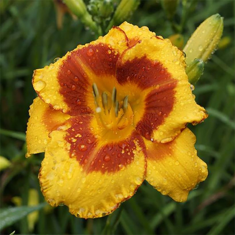 Hemerocallis Fooled Me - Daglelie (Bloei)