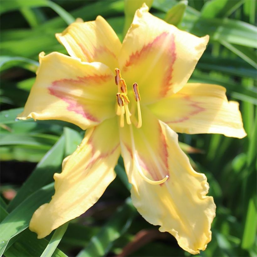 Hemerocallis Graces of Ganymede - Daglelie (Bloei)