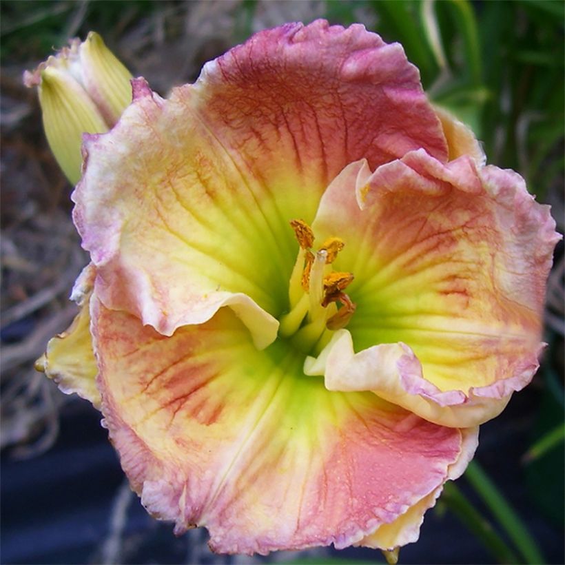 Hemerocallis Indy Reflections - Daglelie (Bloei)