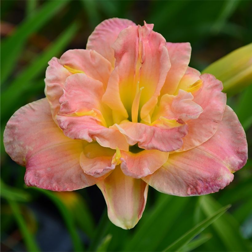 Hemerocallis Lacy Doily - Daglelie (Bloei)