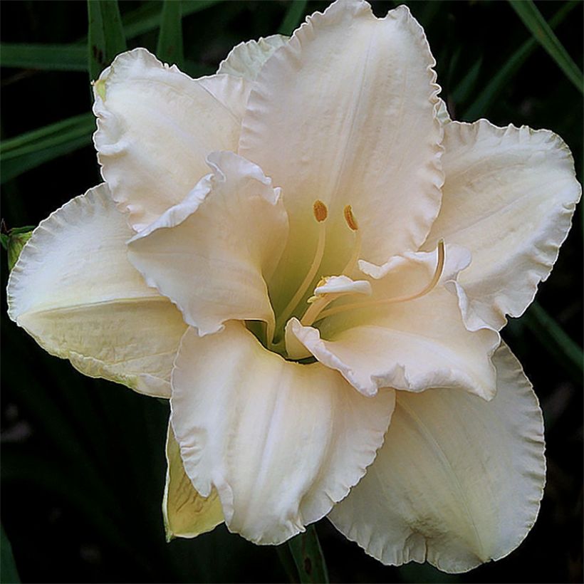 Hemerocallis Land of Cotton - Daglelie (Bloei)