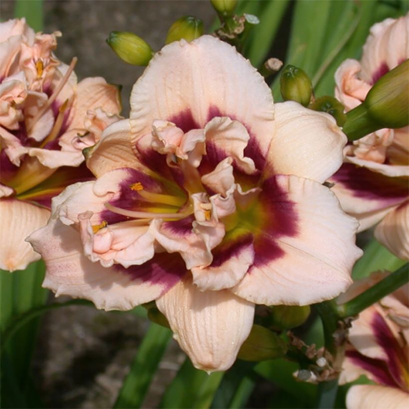Hemerocallis Roswitha - Daglelie (Bloei)