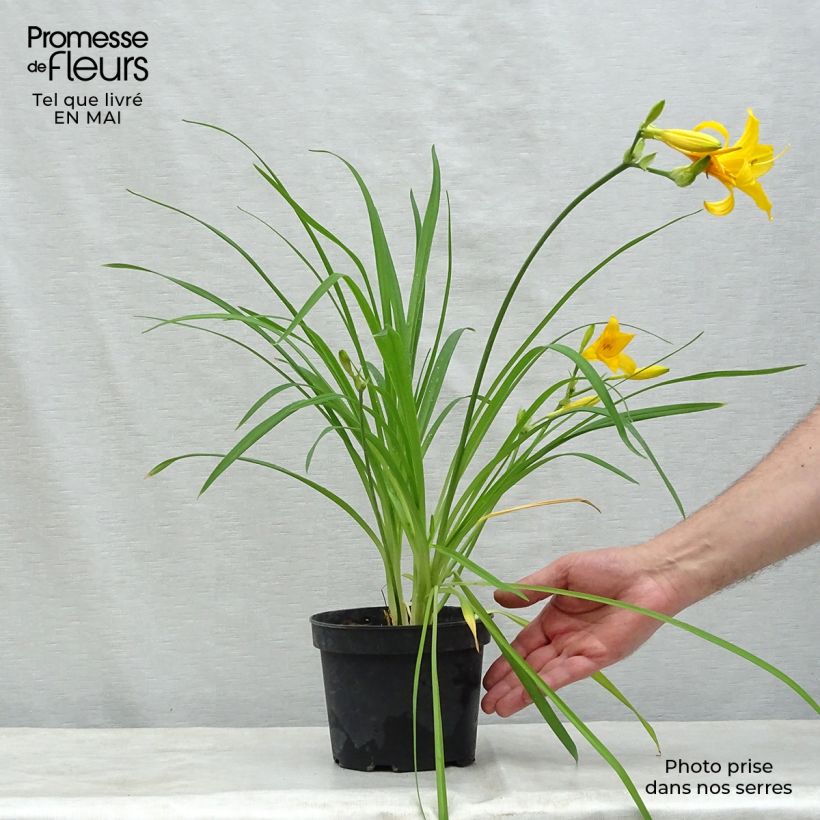 Exemplaar van Hemerocallis middendorffii - Daglelie Kweekpotje van 8/9 cm zoals geleverd in de lente