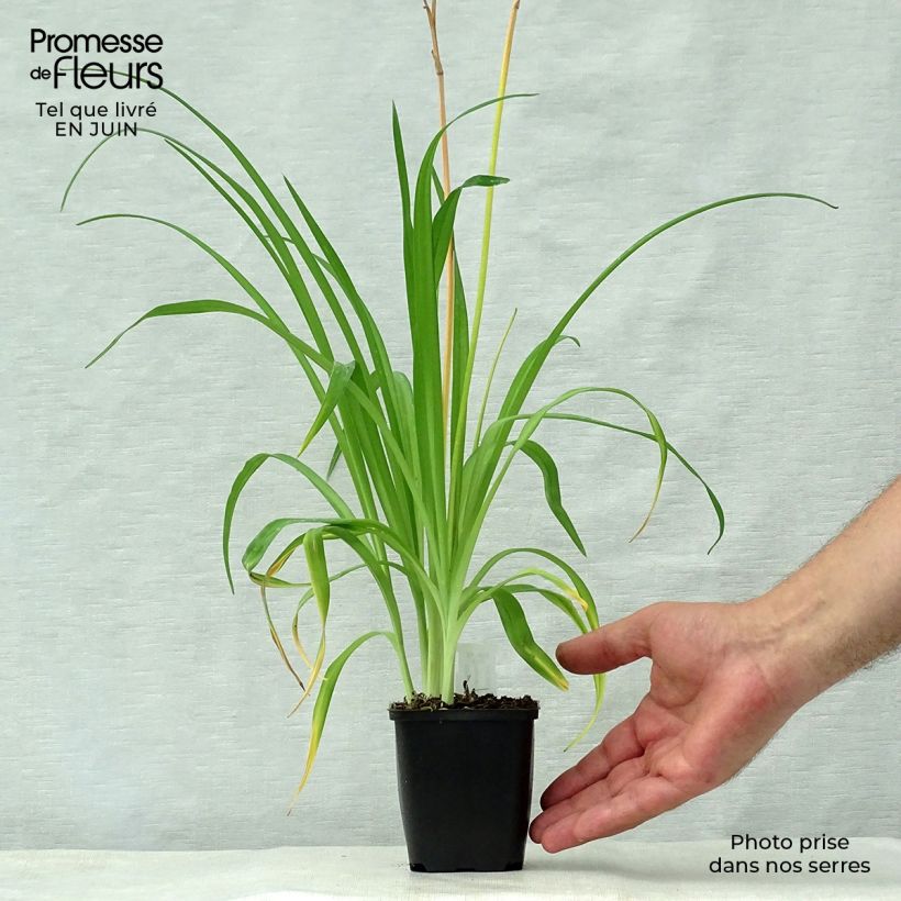 Exemplaar van Hemerocallis middendorffii - Daglelie Kweekpotje van 8/9 cm zoals geleverd in de zomer