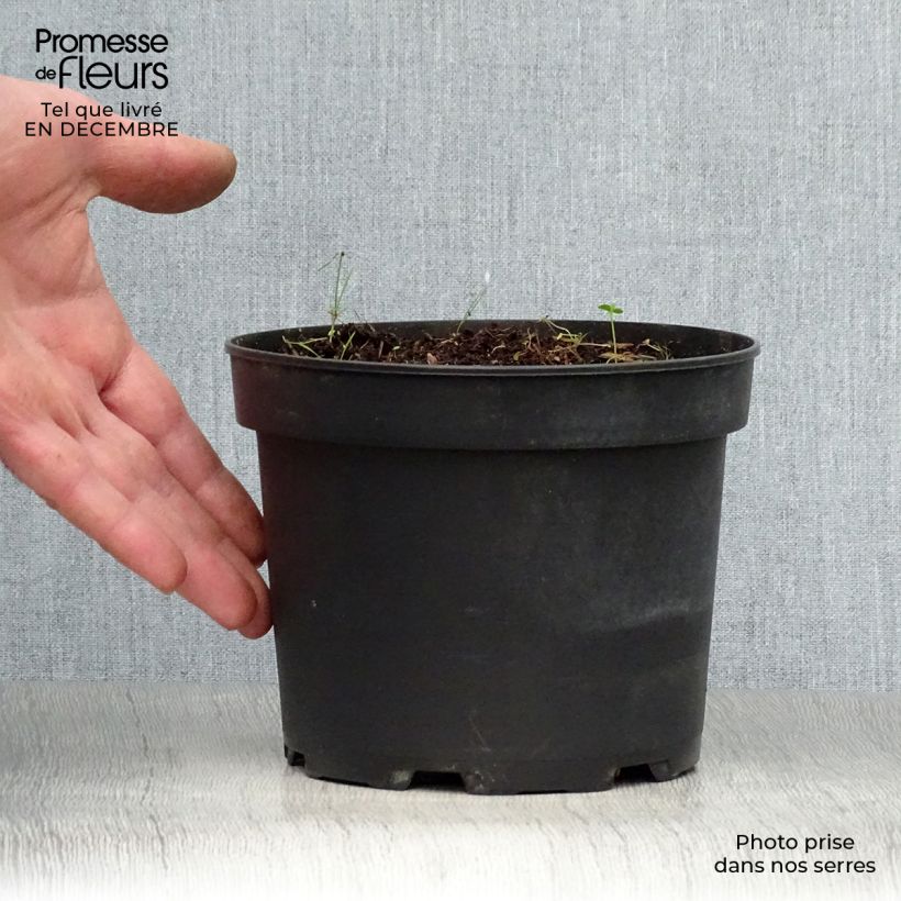 Exemplaar van Hemerocallis middendorffii - Daglelie Pot van 2 l/3 l zoals geleverd in de winter