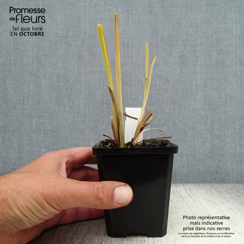 Exemplaar van Hemerocallis middendorffii - Daglelie Kweekpotje van 8/9 cm zoals geleverd in de herfst