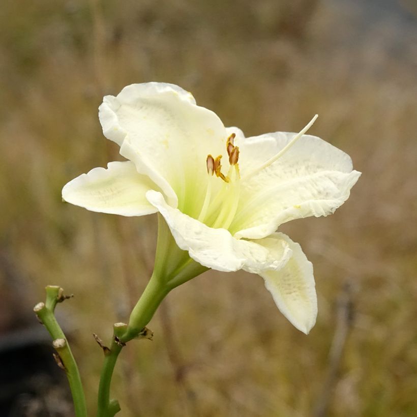 Hemerocallis Gentle Shepherd - Daglelie (Bloei)
