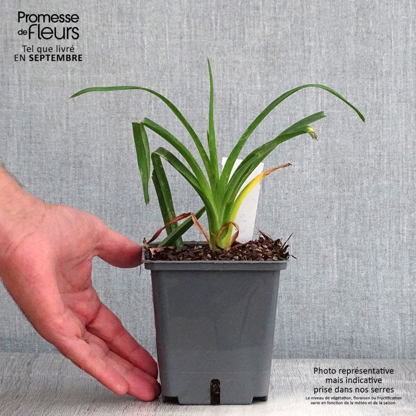 Exemplaar van Hemerocallis Chardonnay - Daglelie Pot van 1 l/1,5 l zoals geleverd in de herfst