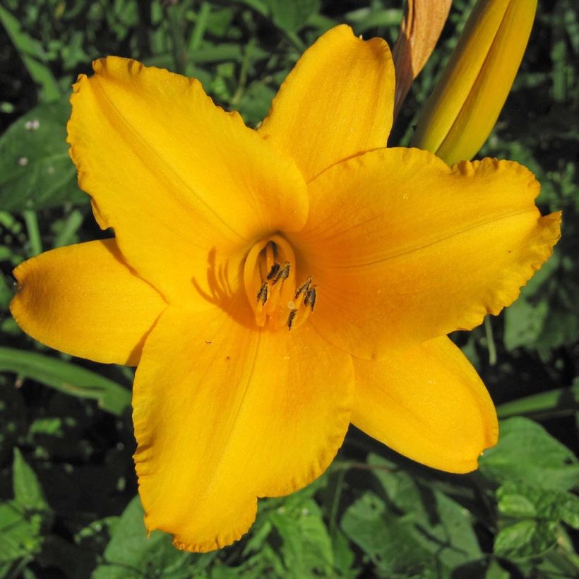 Hemerocallis Chicago Sunrise - Daglelie (Bloei)