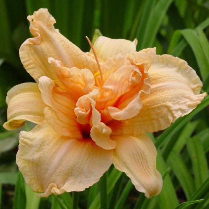 Hemerocallis Double Dream - Daglelie (Bloei)