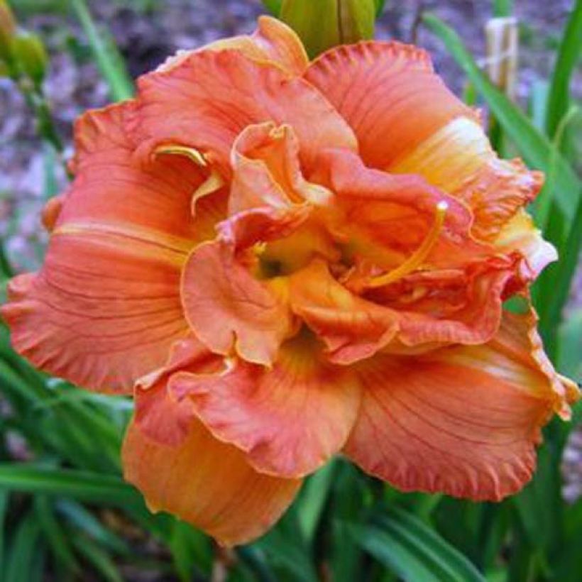 Hemerocallis Rose Corsage - Daglelie (Bloei)