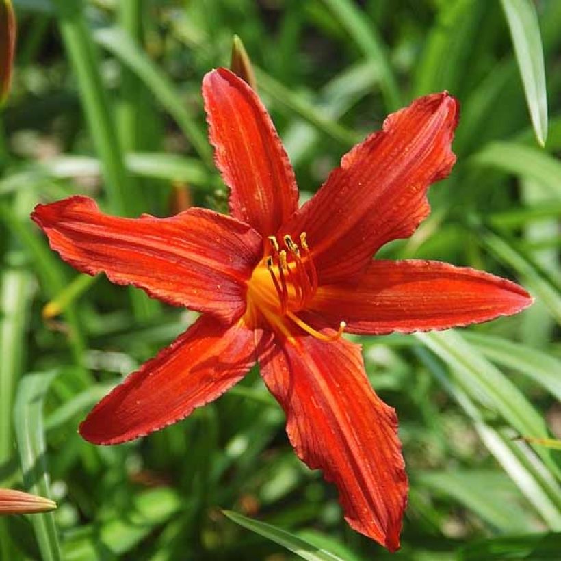 Hemerocallis Sammy Russell - Daglelie (Bloei)