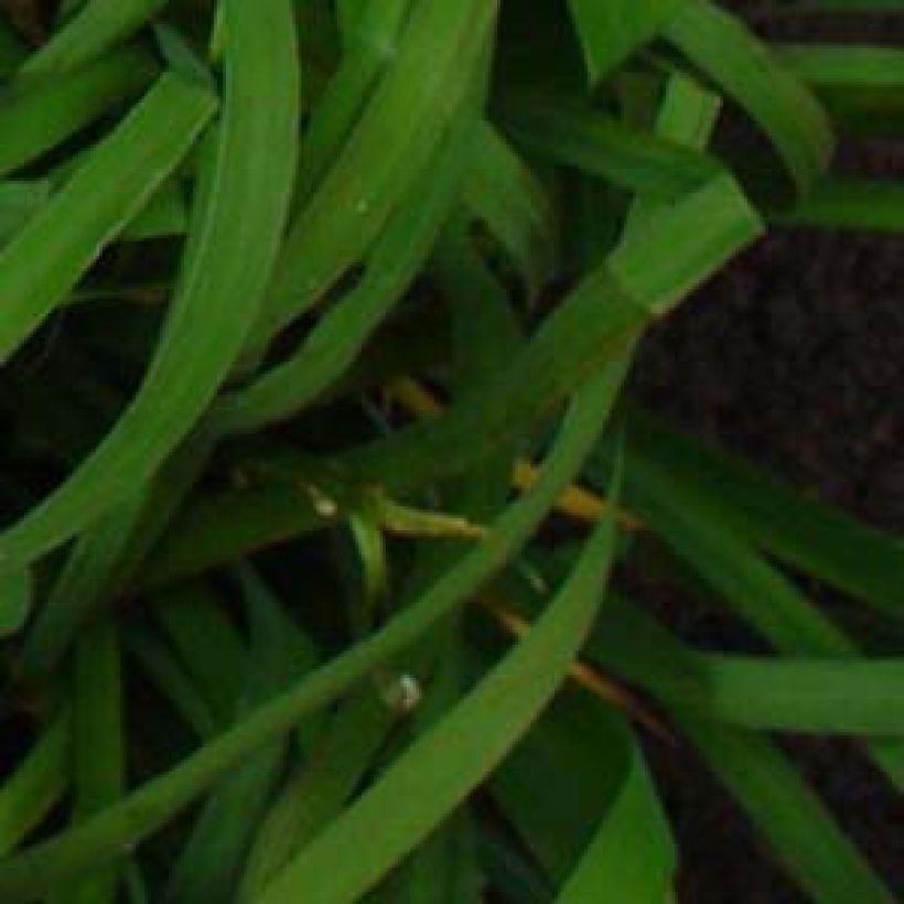 Iris sibirica Moon Silk - Siberische iris (Blad)