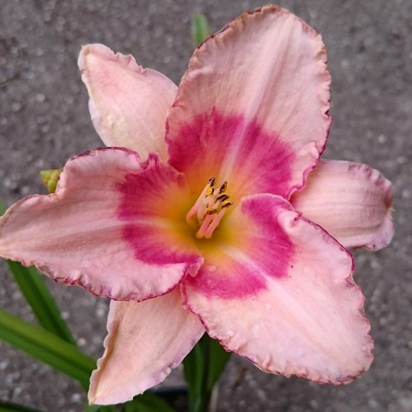 Hemerocallis Strawberry Fields For Ever - Daglelie (Bloei)