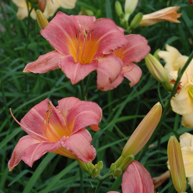 Hemerocallis Strawberry Swirl - Daglelie (Bloei)