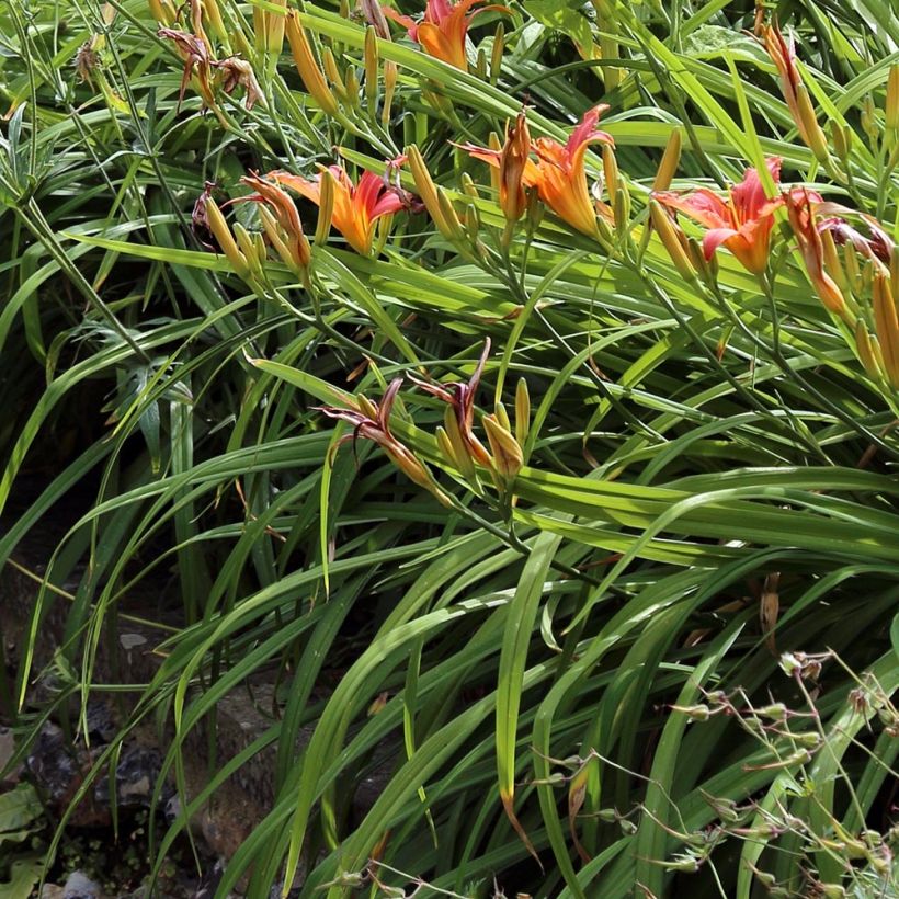Hemerocallis fulva - Bruine daglelie (Blad)