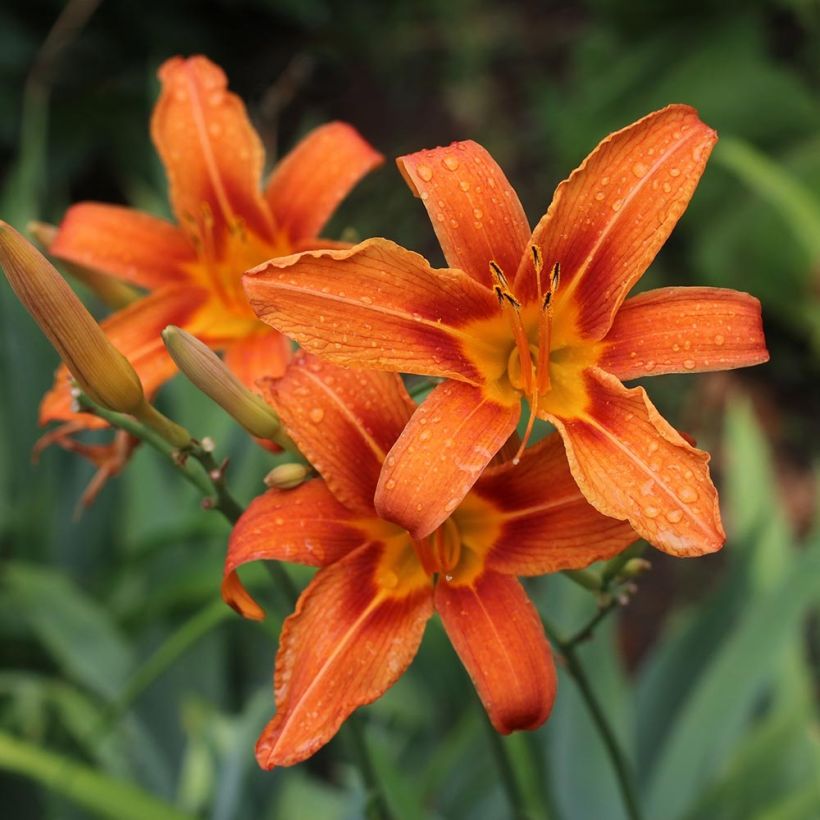 Hemerocallis fulva - Bruine daglelie (Bloei)