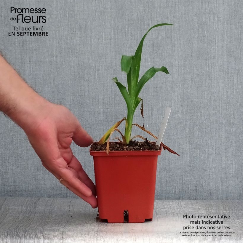 Exemplaar van Hemerocallis Rose Corsage - Daglelie Pot van 1 l/1,5 l zoals geleverd in de herfst