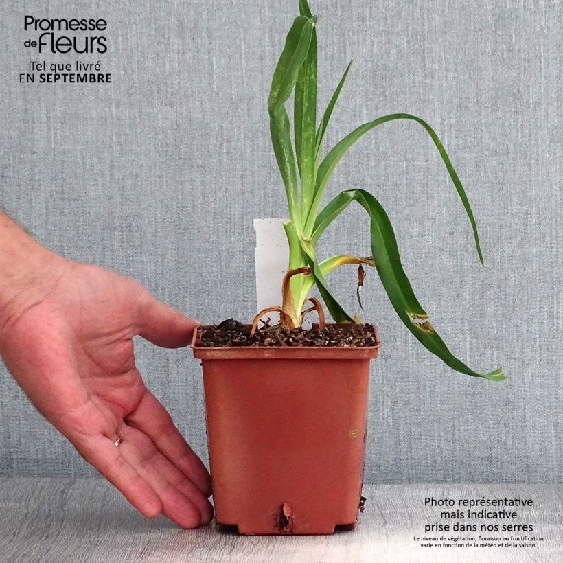 Exemplaar van Hemerocallis Startle - Daglelie Pot van 1 l/1,5 l zoals geleverd in de herfst