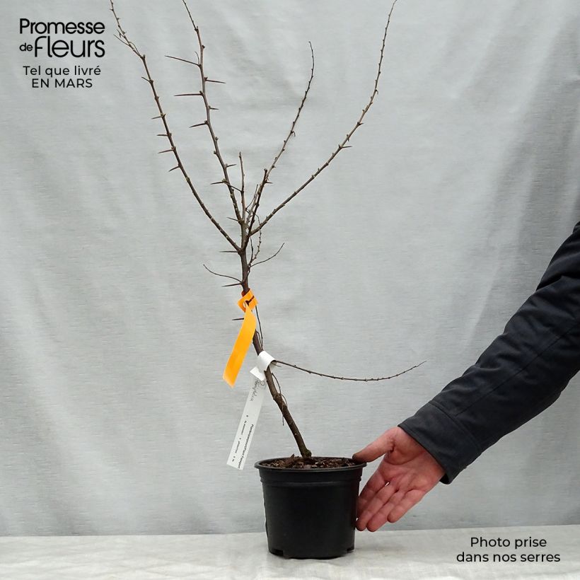 Exemplaar van Hemiptelea davidii - Doorniep Pot van 2 l/3 l zoals geleverd in de lente