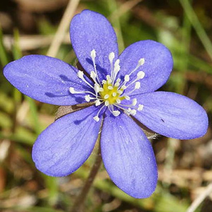 Hepatica nobilis Rosea - Leverbloempje (Bloei)