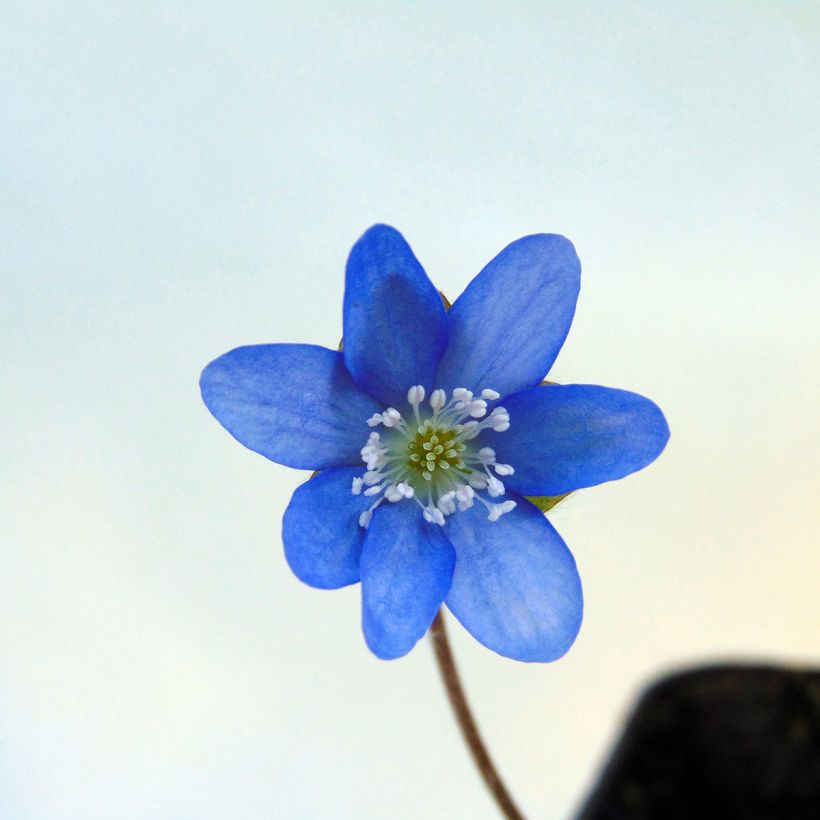 Hepatica nobilis - Leverbloempje (Bloei)