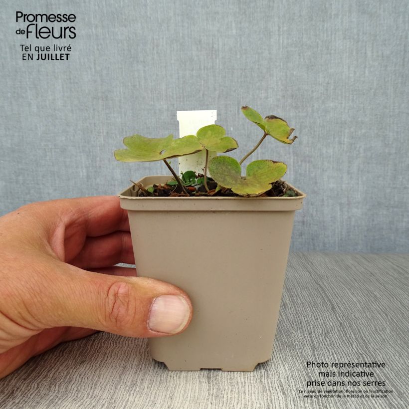 Exemplaar van Hepatica nobilis - Leverbloempje Kweekpotje van 8/9 cm zoals geleverd in de zomer