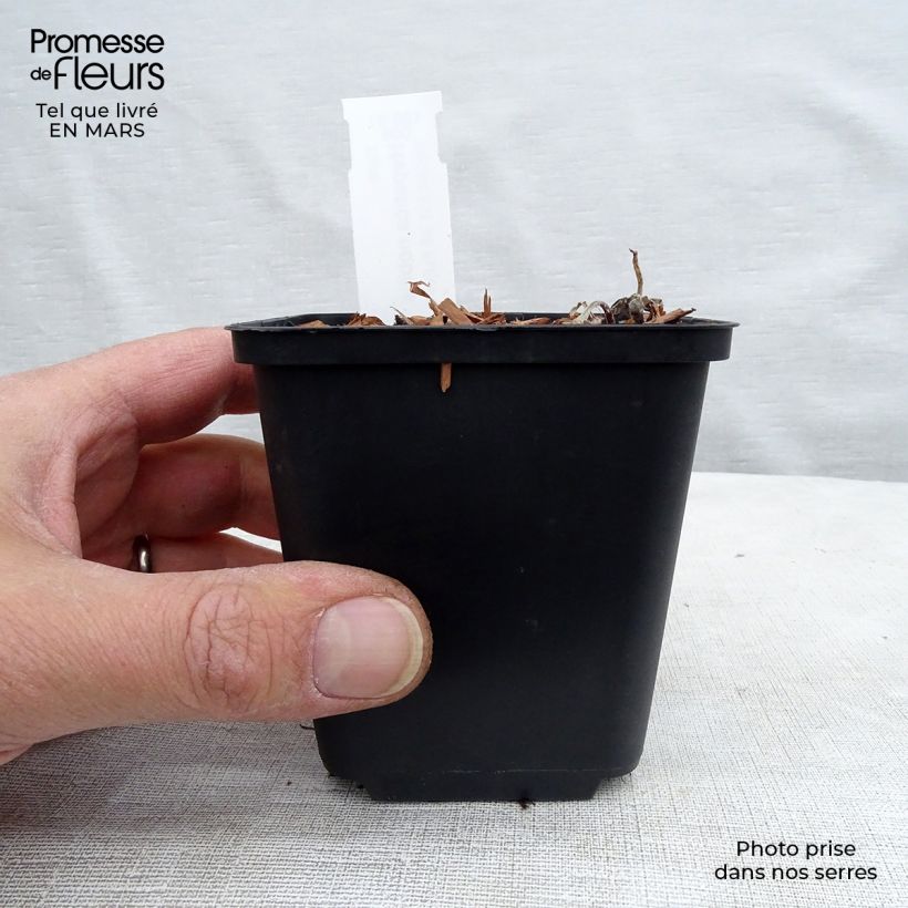 Exemplaar van Hepatica nobilis - Leverbloempje Kweekpotje van 8/9 cm zoals geleverd in de lente