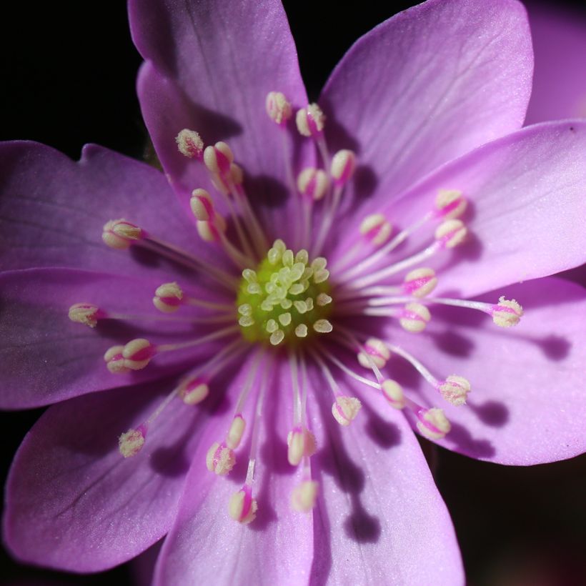 Hepatica nobilis Rosea - Leverbloempje (Bloei)