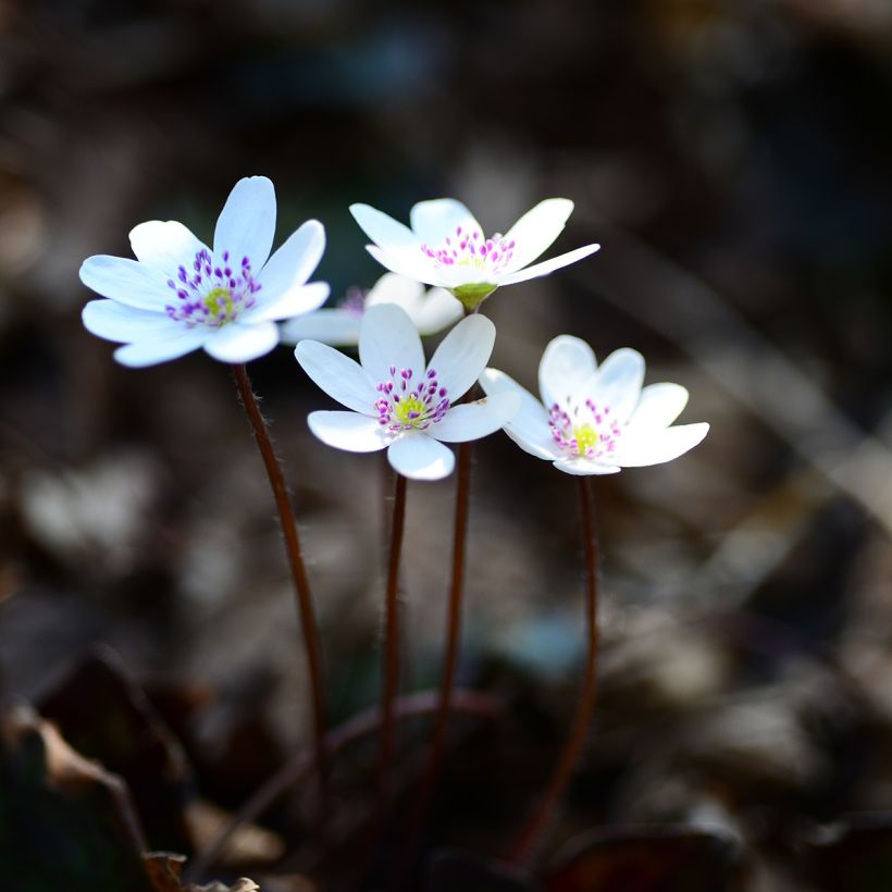 Hepatica nobilis Wit Forest - Leverbloempje (Groeiplaats)