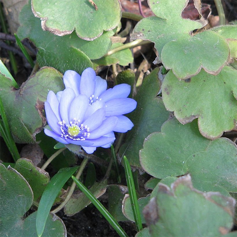 Hepatica transsilvanica De Buis - Leverbloempje (Blad)
