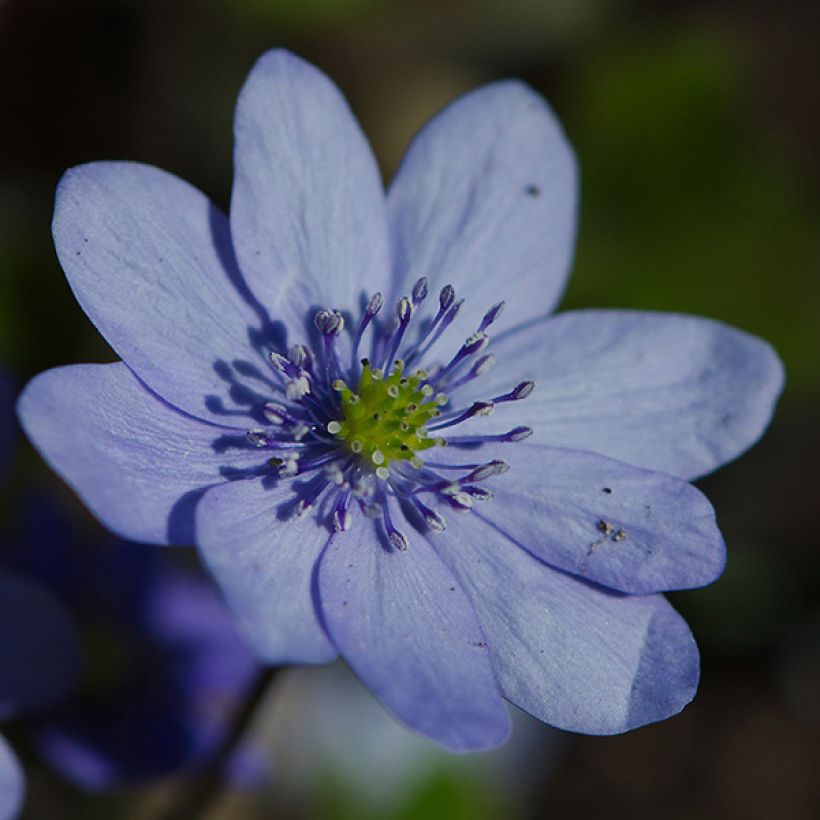 Hepatica transsilvanica De Buis - Leverbloempje (Bloei)