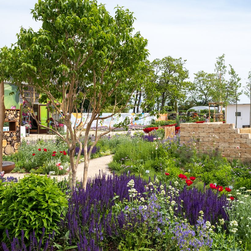 Heptacodium miconioides Temple of Bloom - Zevenzonenboom (Groeiplaats)