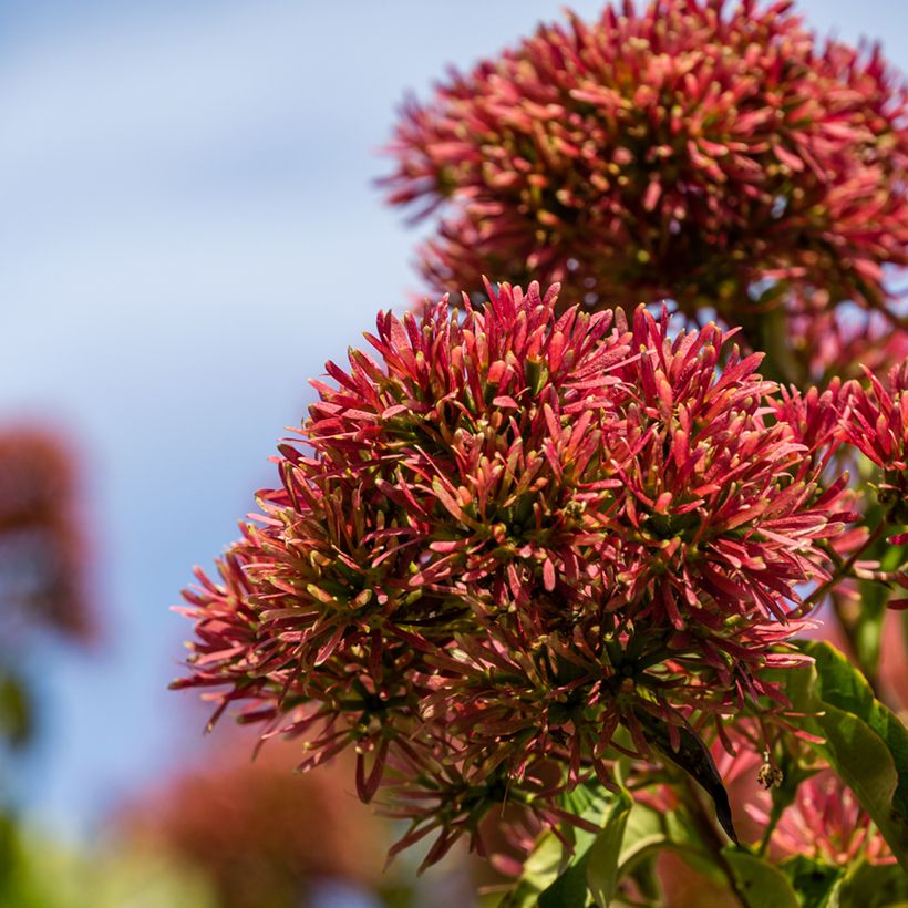 Heptacodium miconioides Temple of Bloom - Zevenzonenboom (Bloei)