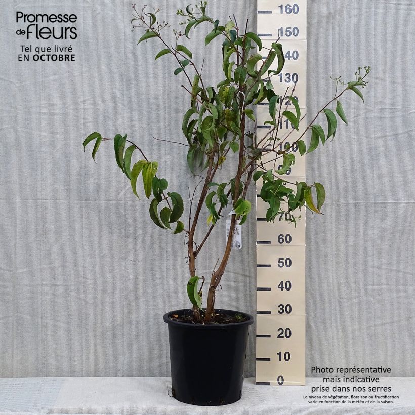 Exemplaar van Heptacodium miconioides - Zevenzonenboom Pot van 20 l/25 l zoals geleverd in de herfst