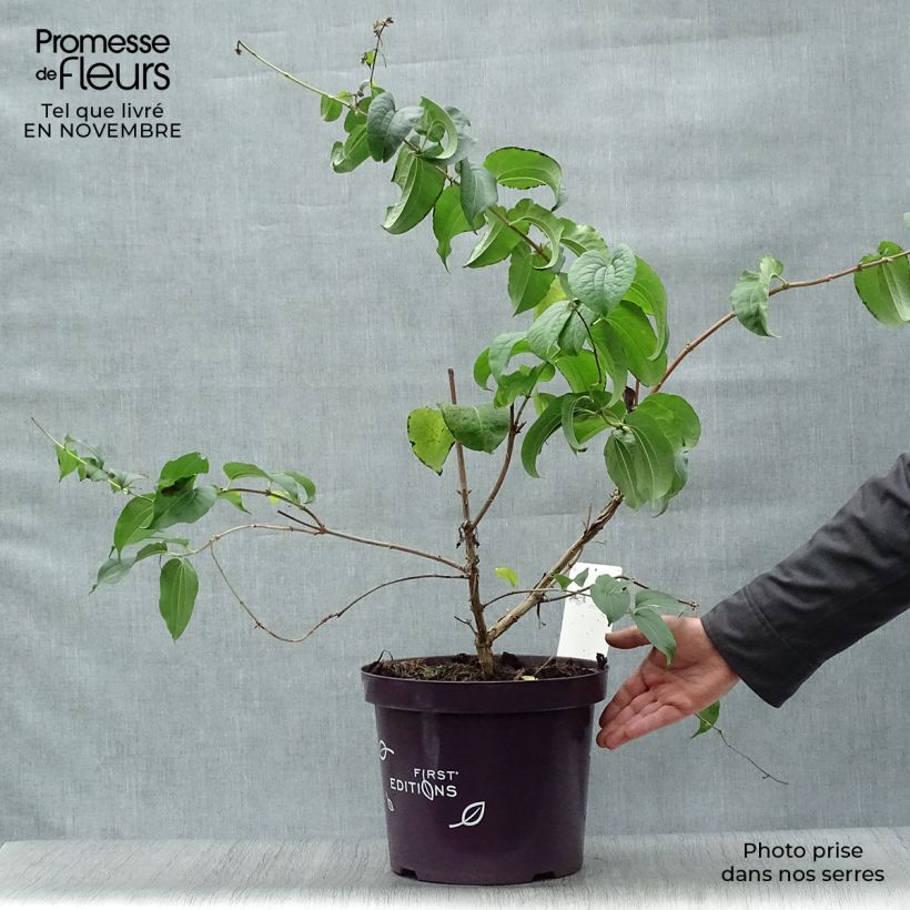 Exemplaar van Heptacodium miconioides - Zevenzonenboom Pot van 3 l/4 l zoals geleverd in de herfst