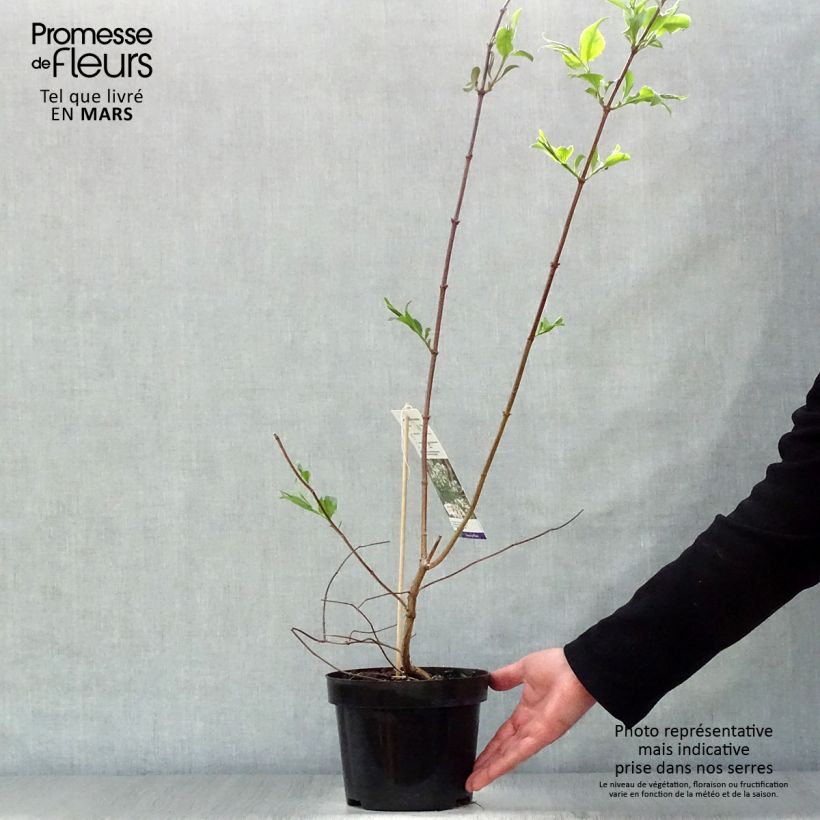 Exemplaar van Heptacodium miconioides - Zevenzonenboom Pot van 3 l/4 l zoals geleverd in de lente