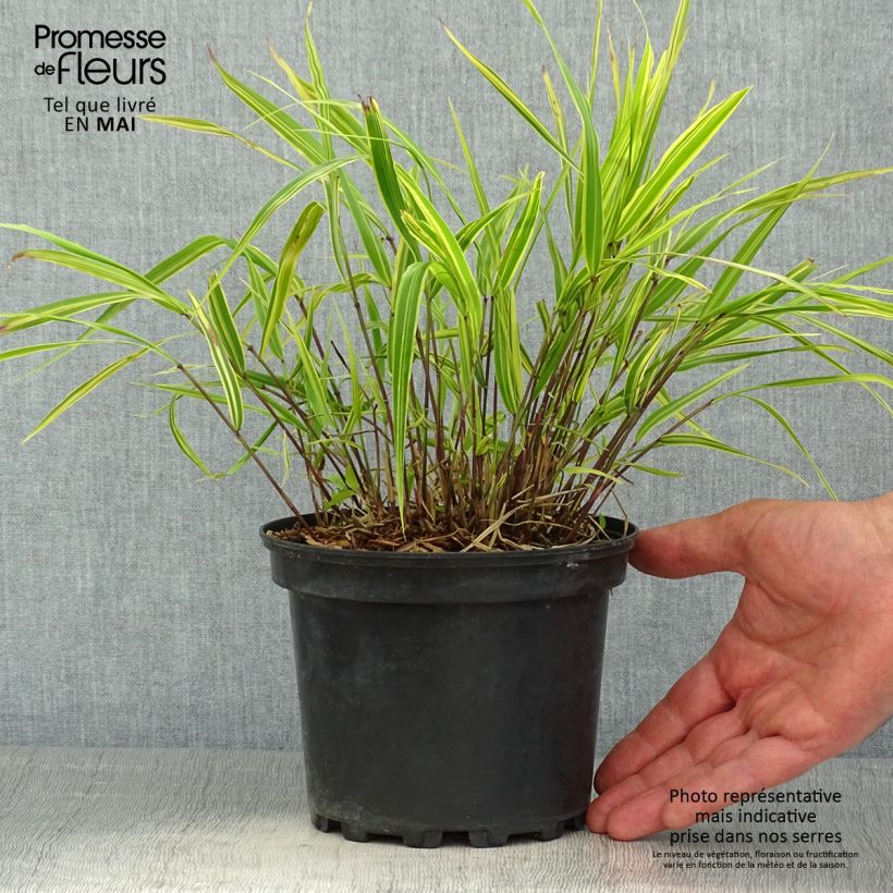 Exemplaar van Hakonechloa macra Albostriata - Japans berggras Pot van 2 l/3 l zoals geleverd in de lente