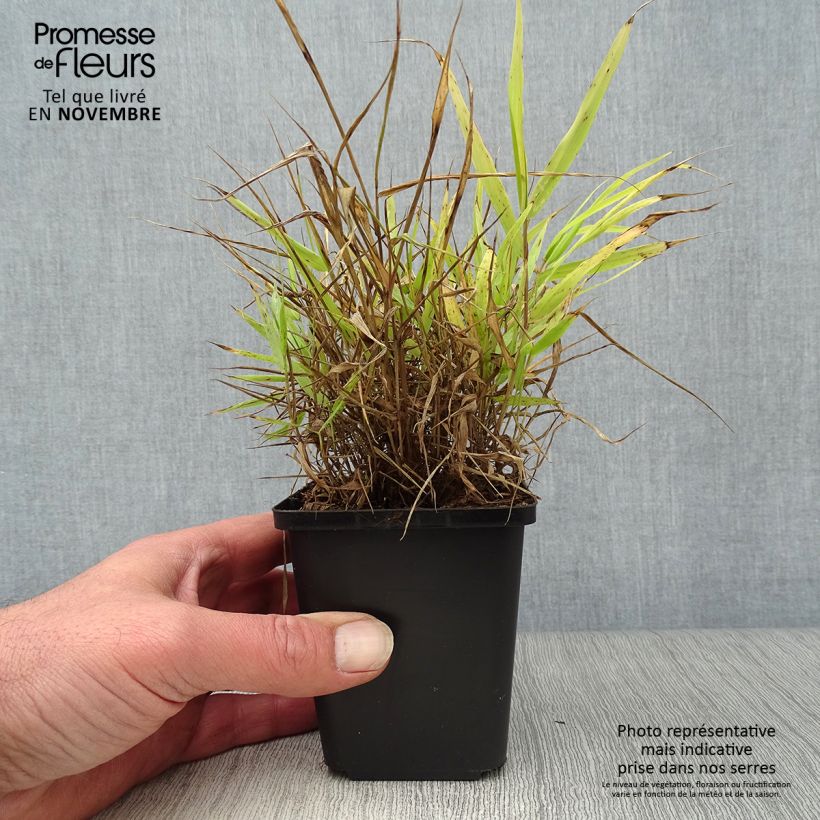 Exemplaar van Hakonechloa macra All Gold - Japans berggras Kweekpotje van 8/9 cm zoals geleverd in de herfst