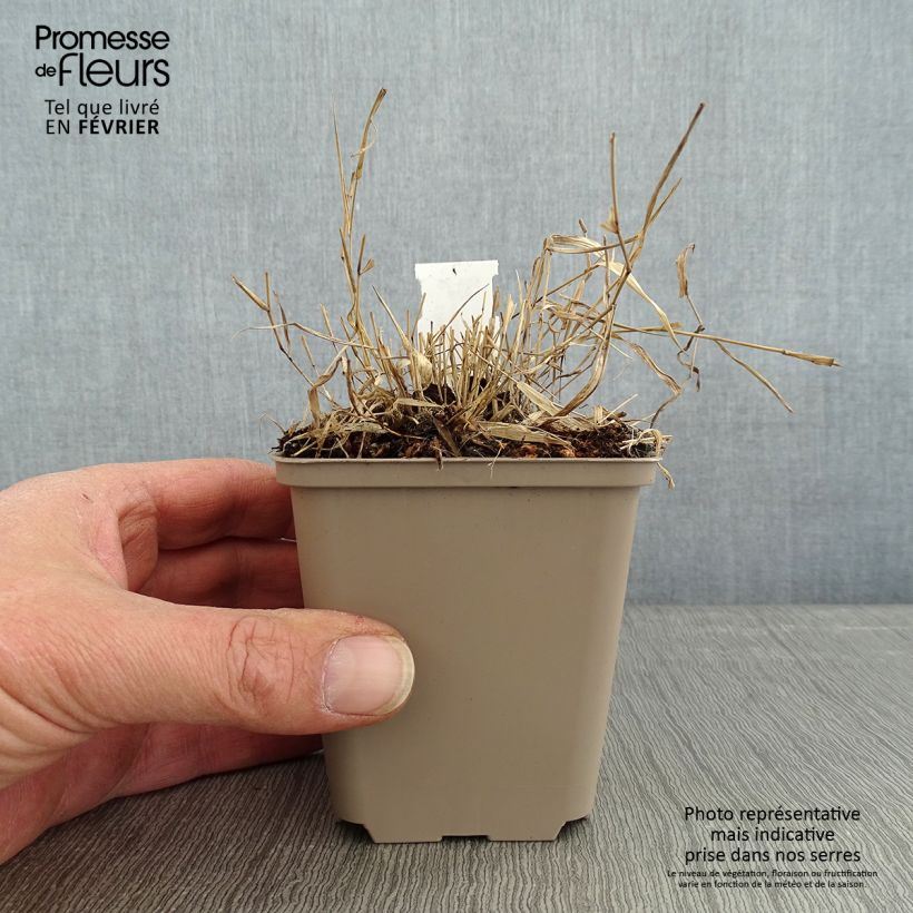 Exemplaar van Japans gras - Hakonechloa macra 'Mulled Wine' in P9-pot zoals geleverd in de winter
