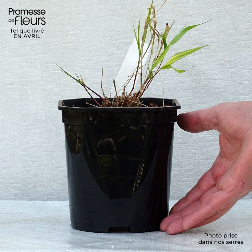Example of Hakonechloa macra Nicolas - Japans berggras Pot van 2 l/3 l as you get in printemps