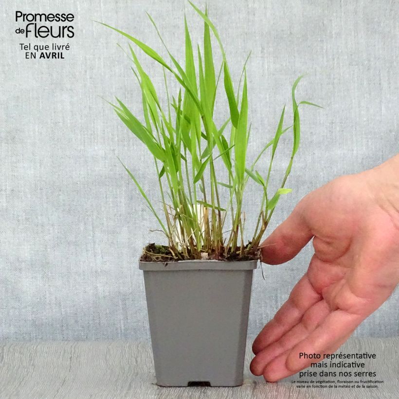 Example of Hakonechloa macra - Japans berggras Kweekpotje van 8/9 cm as you get in printemps