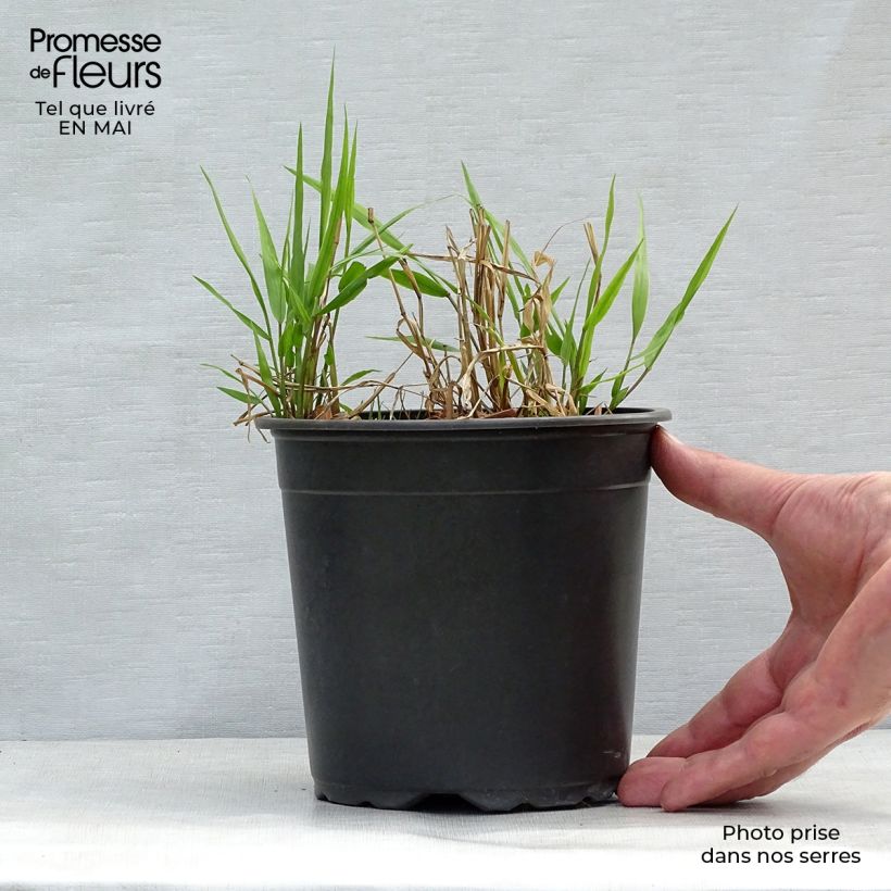 Example of Hakonechloa macra - Japans berggras Pot van 2 l/3 l as you get in printemps