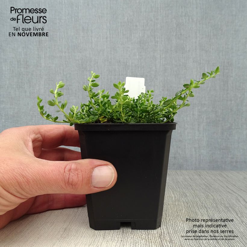 Exemplaar van Herniaria glabra - Kaal breukkruid Kweekpotje van 8/9 cm zoals geleverd in de herfst