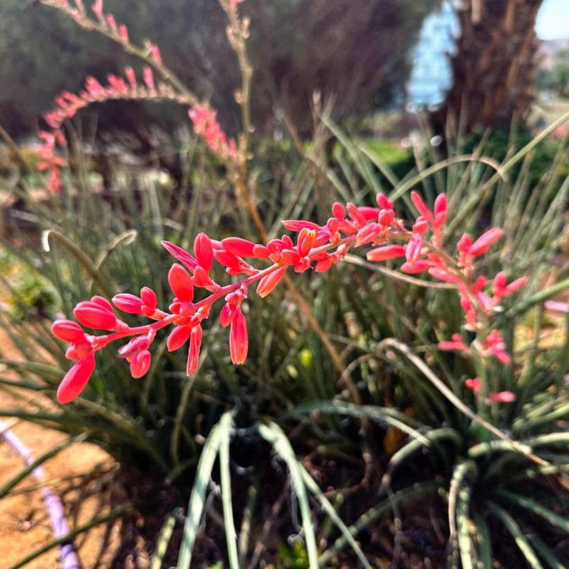 Hesperaloe parviflora Arizona Sunrise - Rode yucca (Bloei)