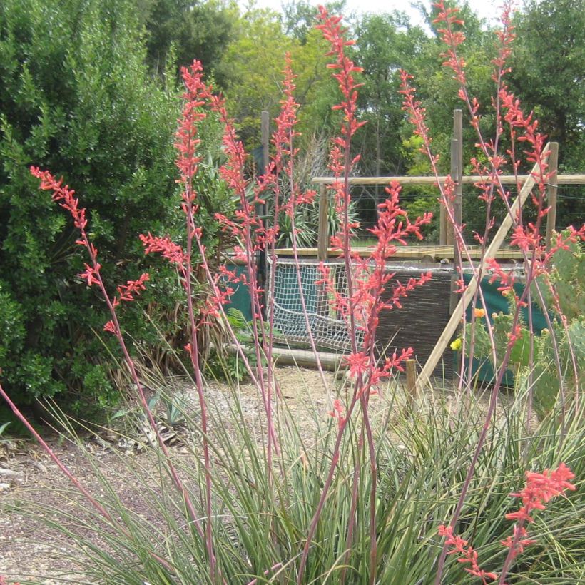 Hesperaloe parviflora Rubra - Rode yucca (Bloei)