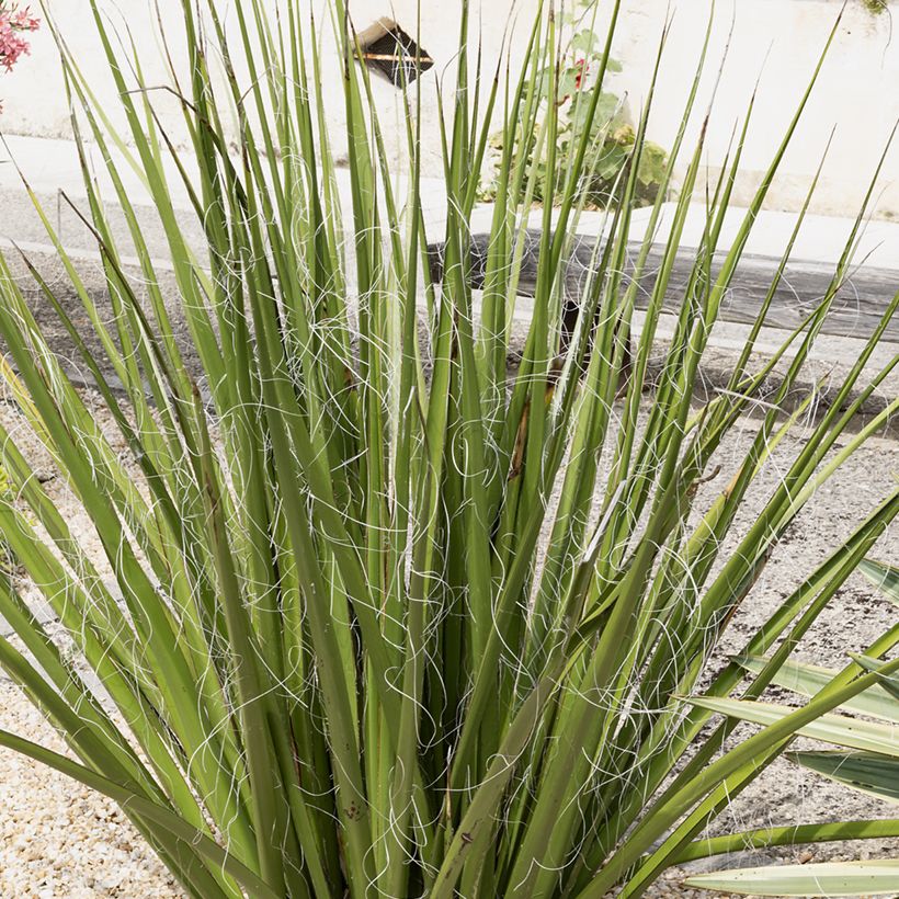 Hesperaloe parviflora Yellow Sun - Rode yucca (Groeiplaats)